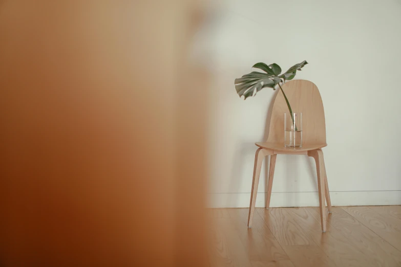 a tall plant sitting on top of a wooden chair