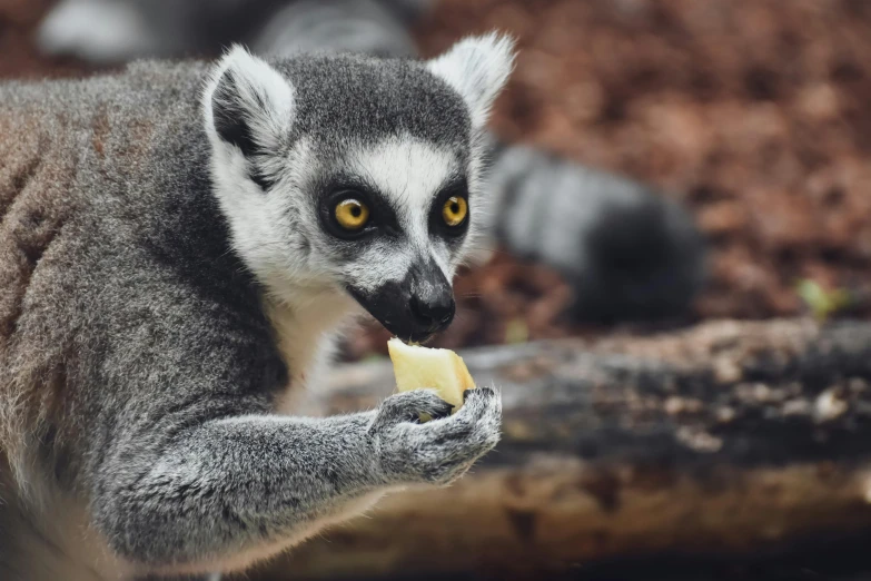 the lemur is holding soing in it's mouth