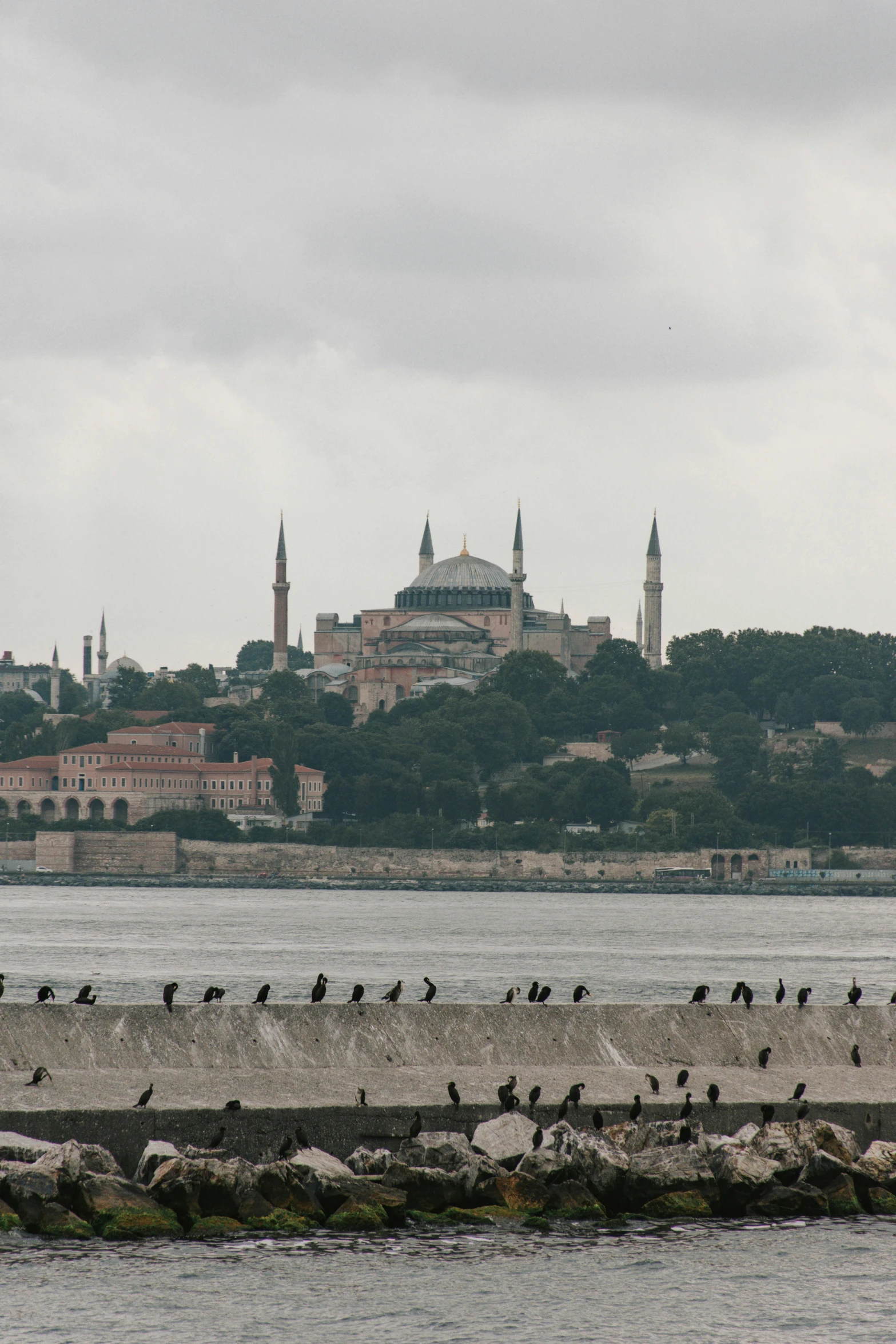 birds sit on the rocks on the shore