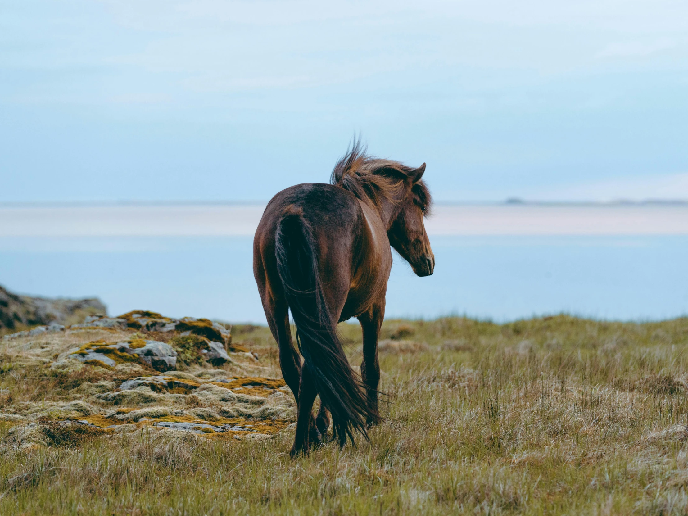 a brown horse is walking through the field