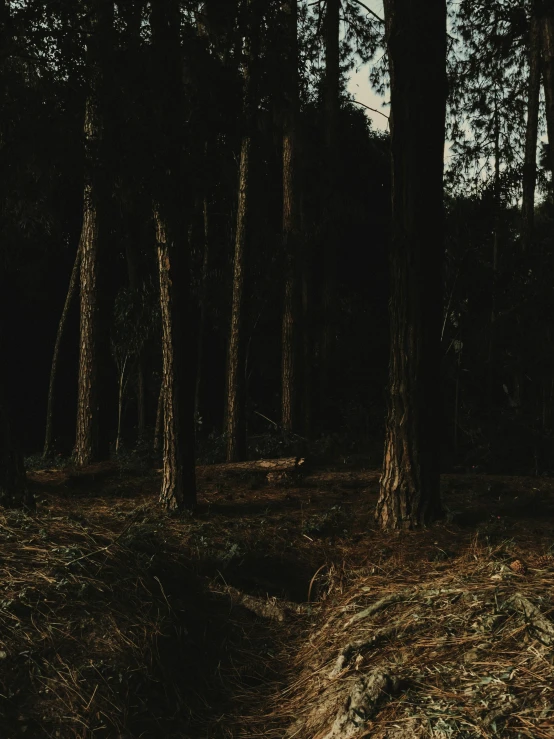 trees in a wooded area by some grass