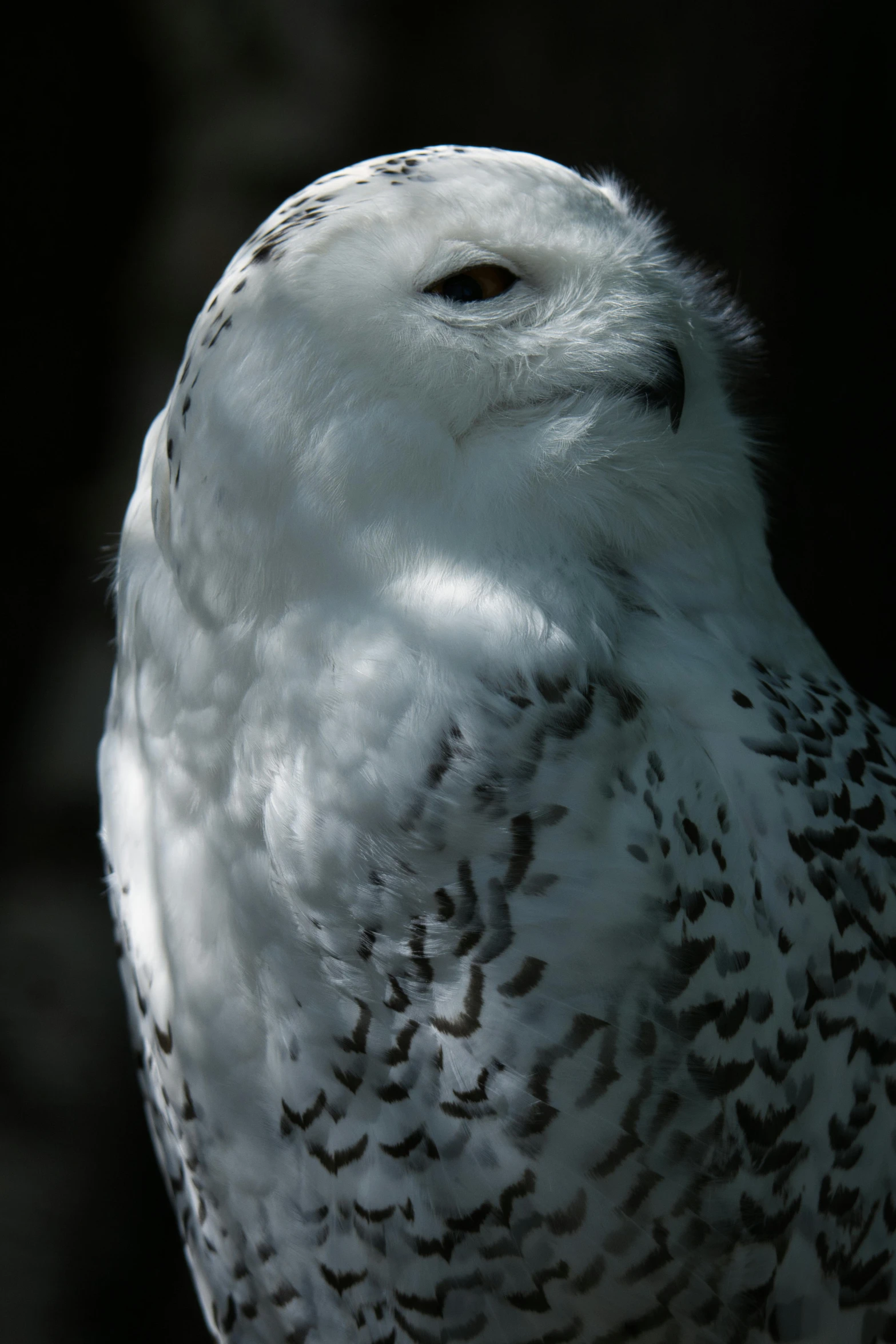 the snowy owl is standing in the sun