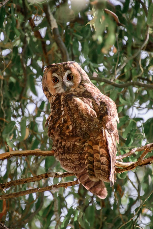 an owl sits on a limb in a tree