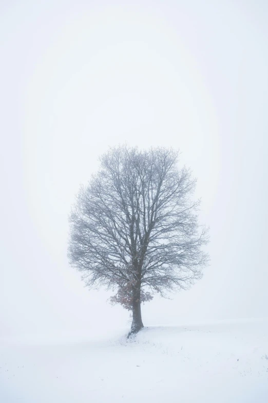 a lone tree sitting alone in the snow