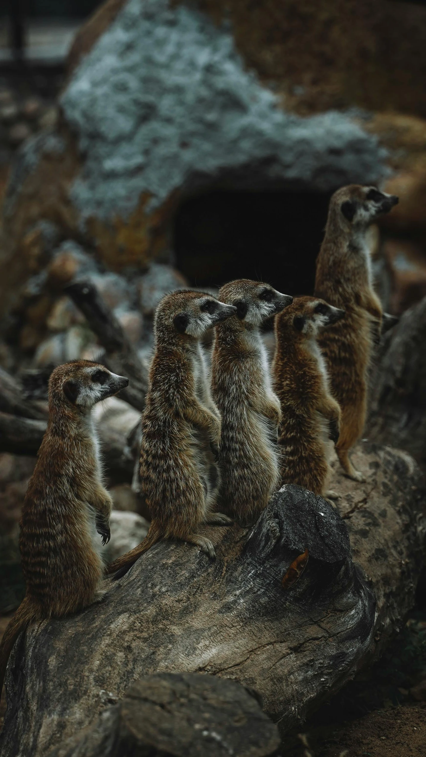 some very cute small meerkats sitting on a rock