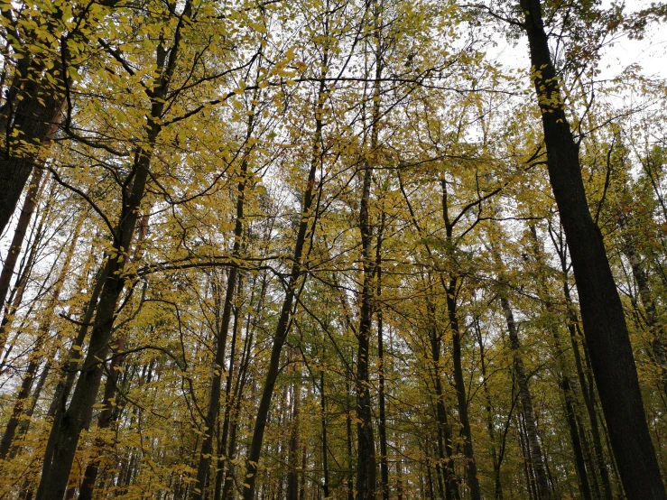 trees are changing colors in the forest