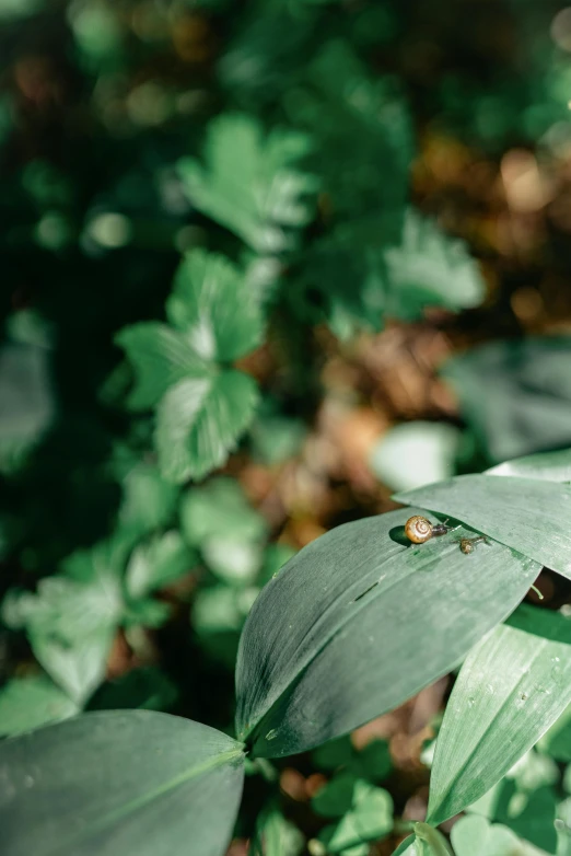 a couple of insects sit on some leaves