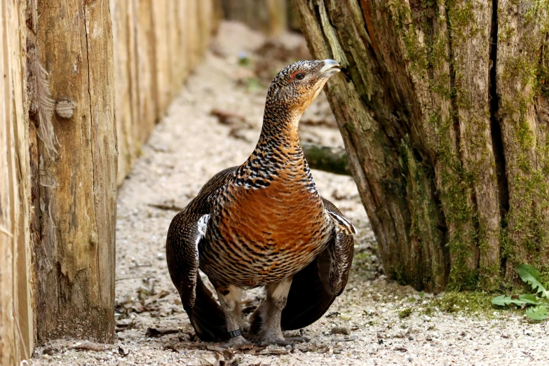 a turkey walking past a wooden fence and a tree