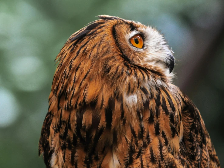 a big brown and black bird with a yellow eye