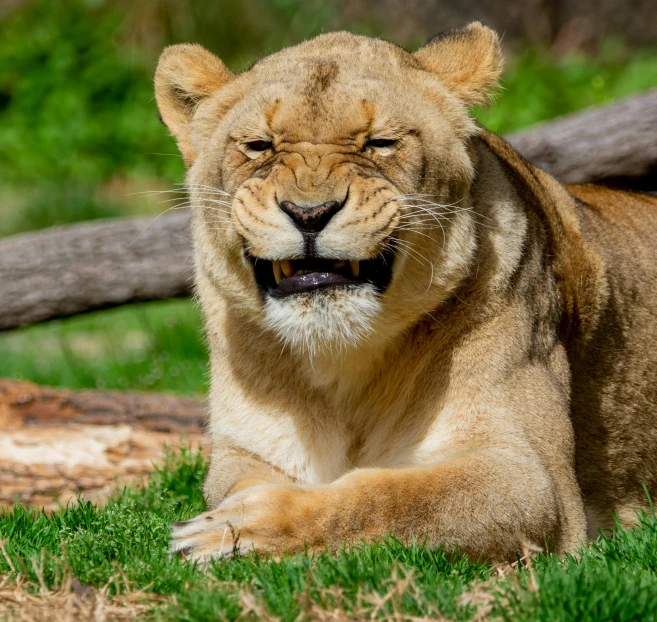 a young lion is laying down with its mouth open