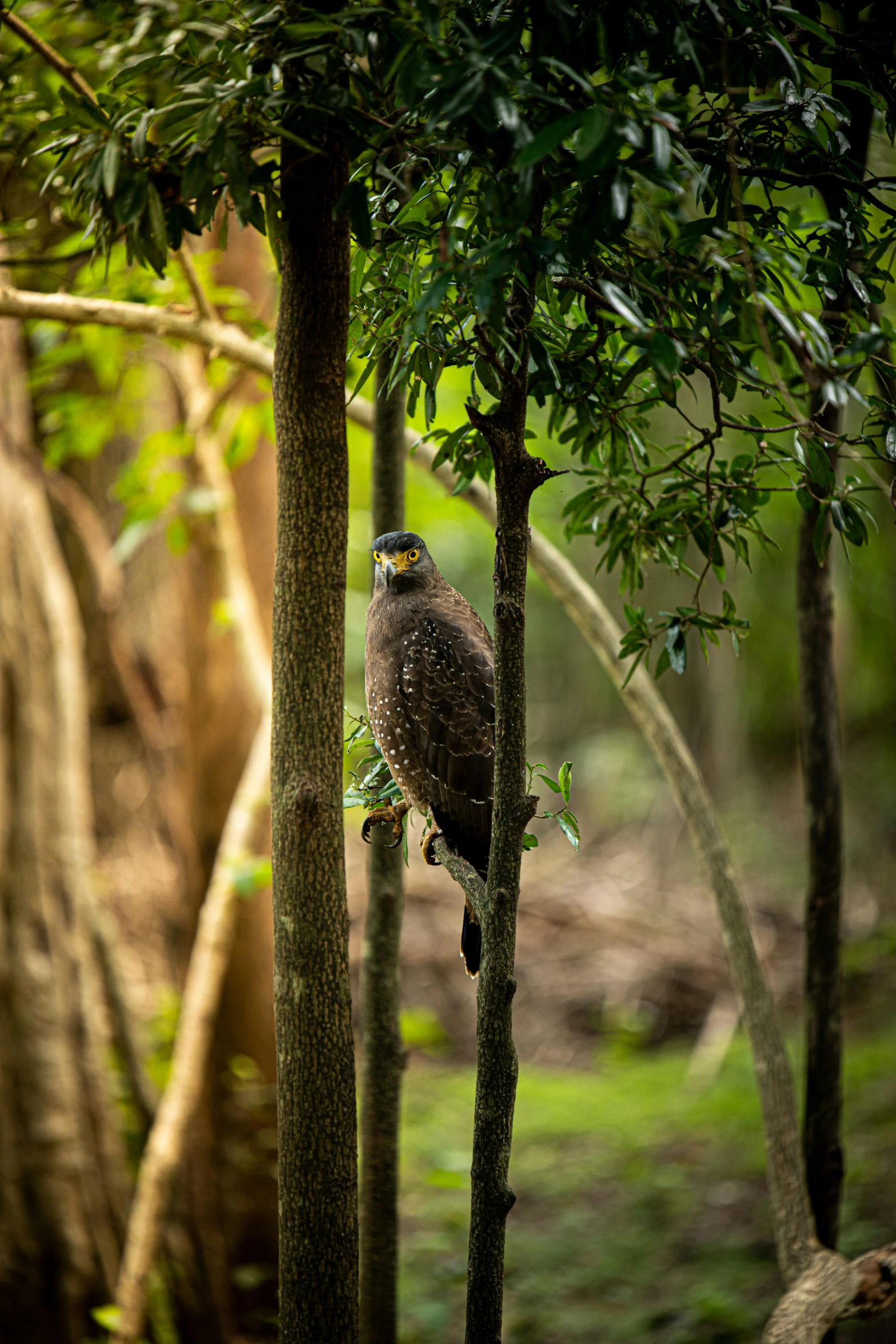 an eagle perched on top of a tree