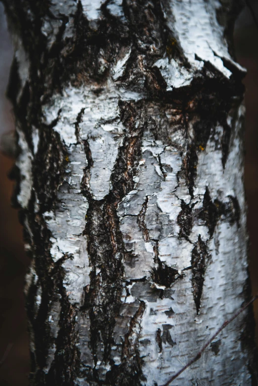 the bark on a tree has brown spots