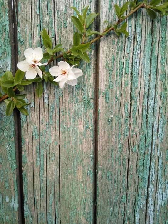 some flowers are growing on a green planky wall