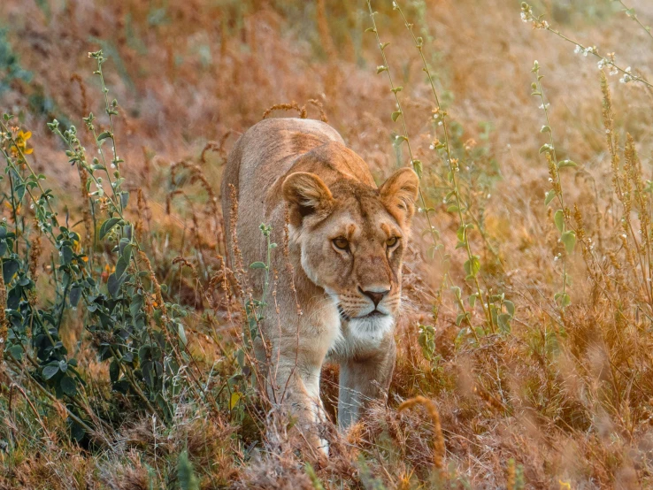 a lion walks through the tall grass in its natural habitat