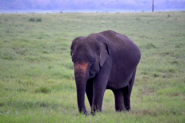 an elephant standing in a field looking at soing