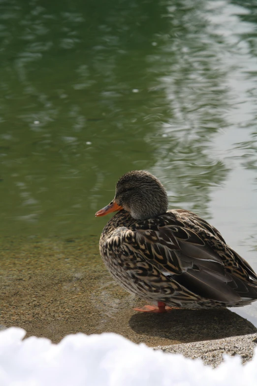 the duck has a black and brown stripe down its body