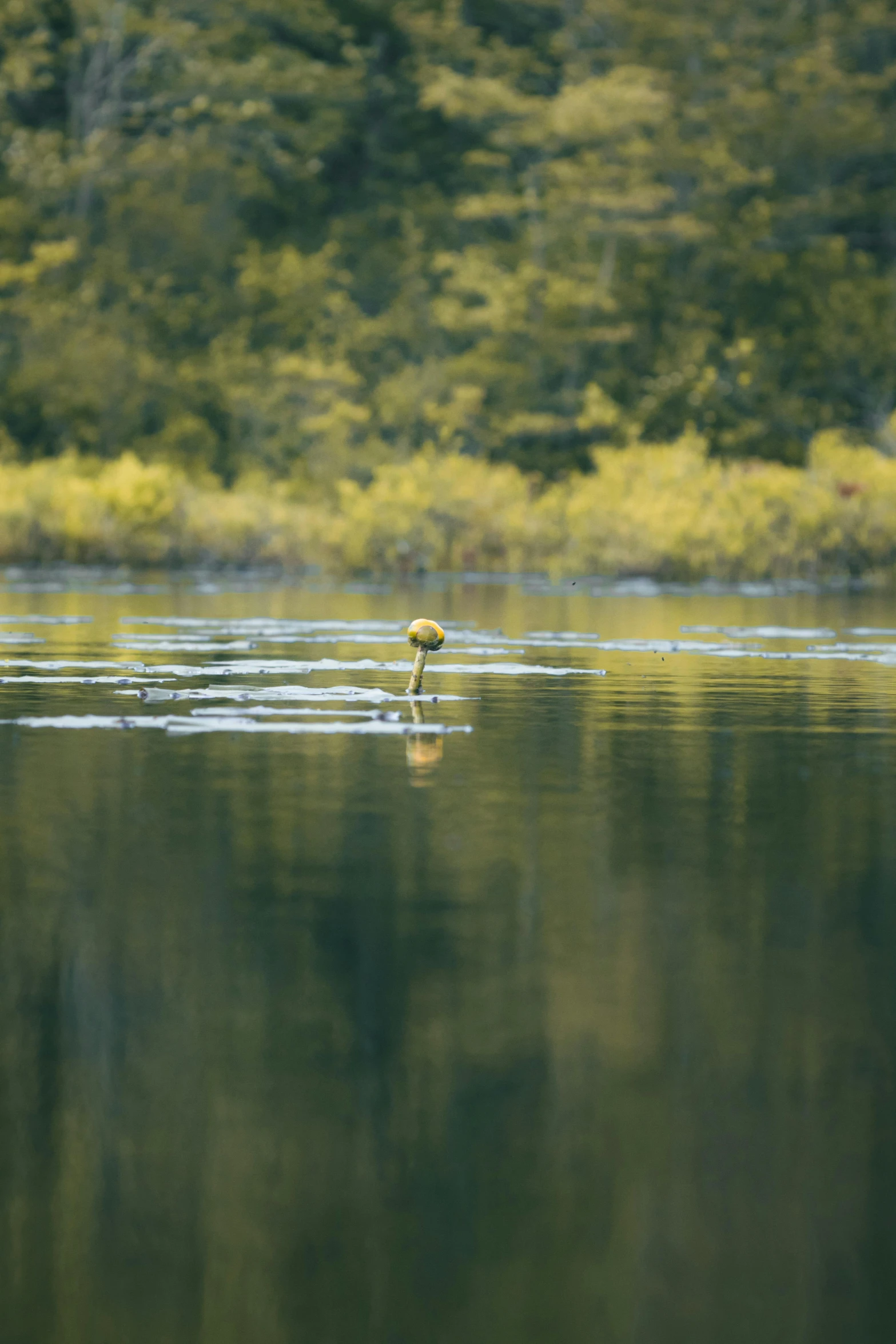 bird swimming on water surrounded by green trees