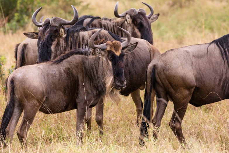 a herd of buffalo in a grassy field
