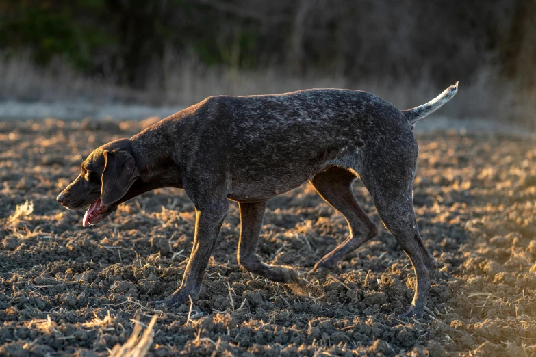 an image of a dog walking through the grass