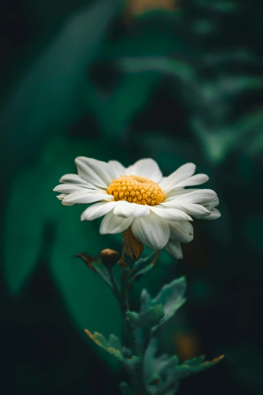 a white and yellow flower in the grass