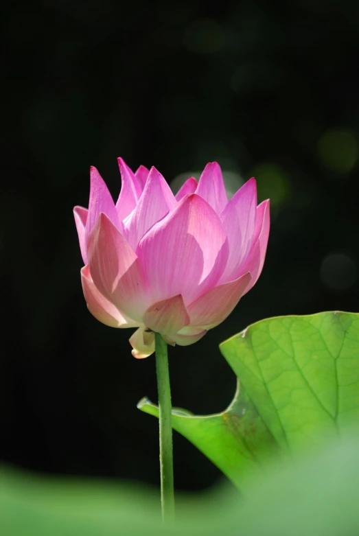 a close up of a pink flower next to leaves