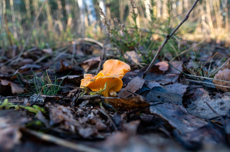 a small mushroom on the ground by itself