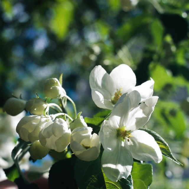 a white flower with leaves on it on a sunny day