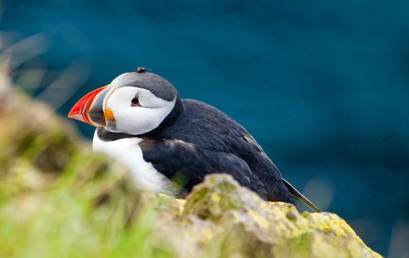 a puffy bird is standing on the top of a rock