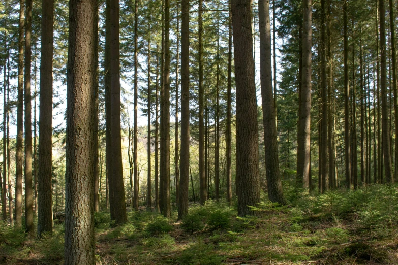 a wooded area that has a dirt path through it