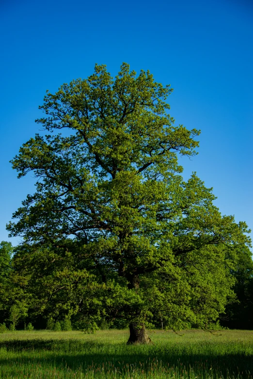 an oak tree sits in a green field