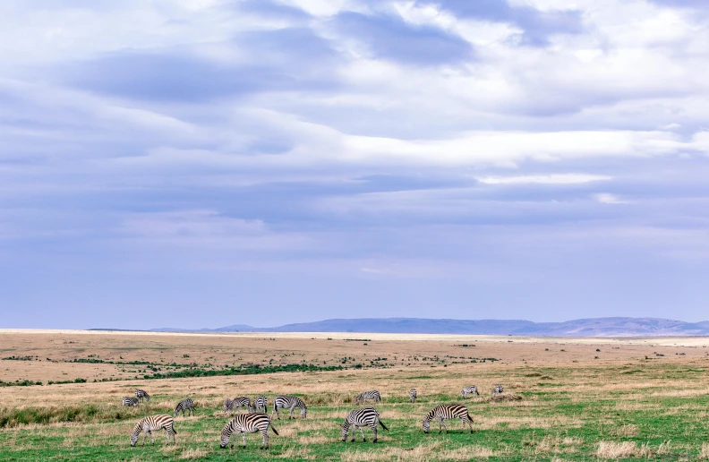 a grassy field with zes grazing on a cloudy day