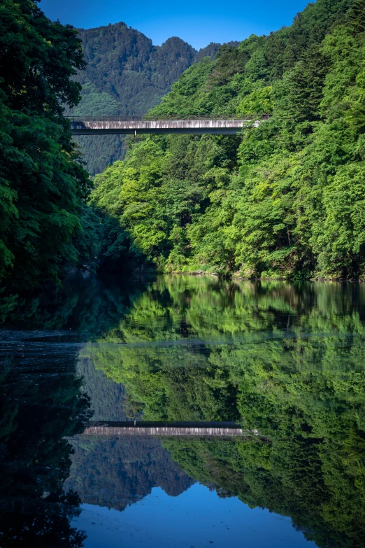 a bridge over some water surrounded by lots of trees