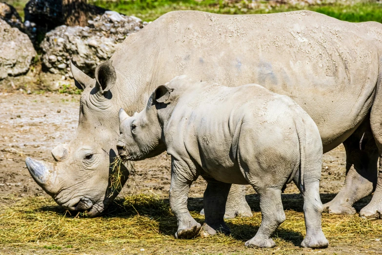 a baby rhino with its mother in the grass