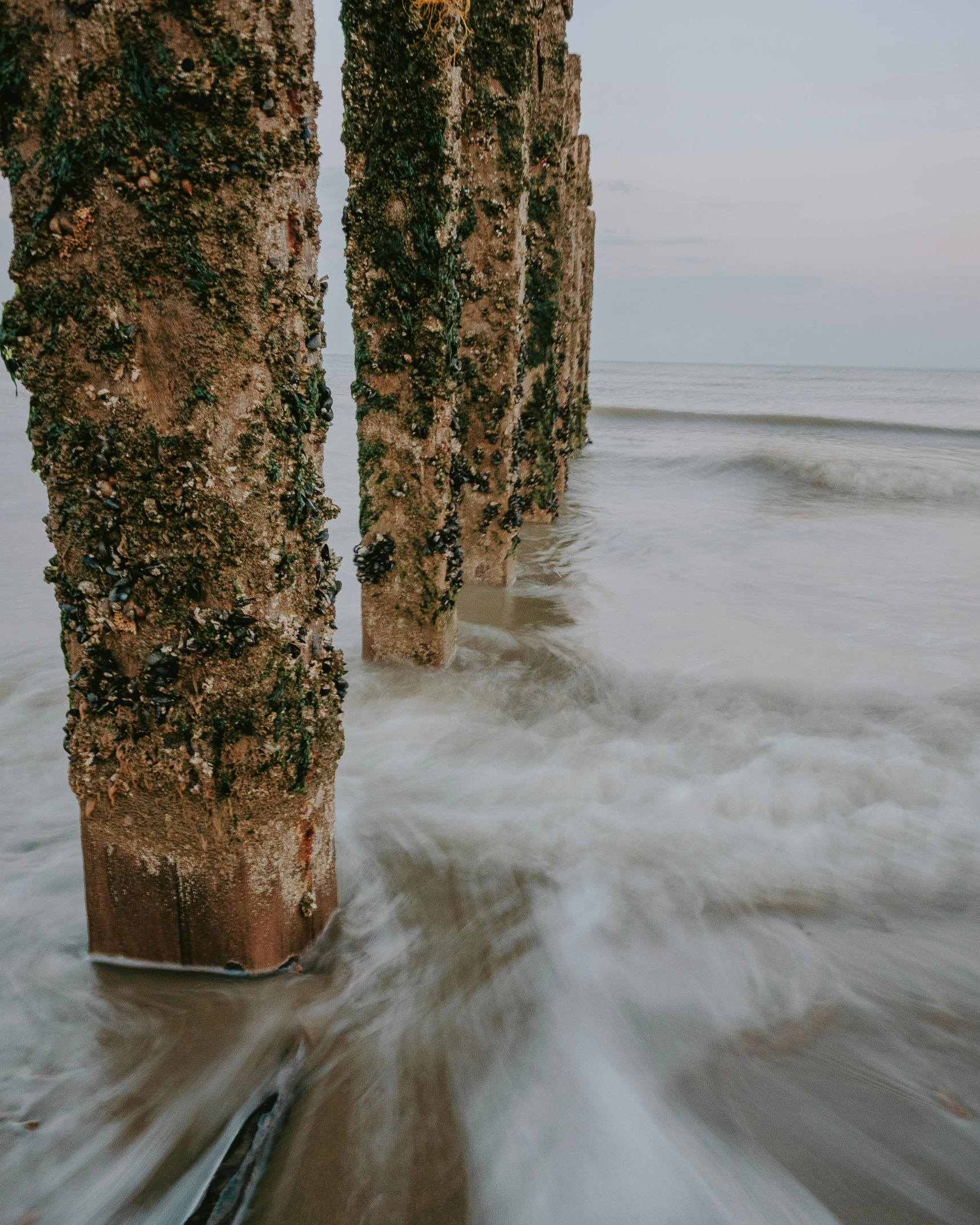 some trees are growing on the beach in a city