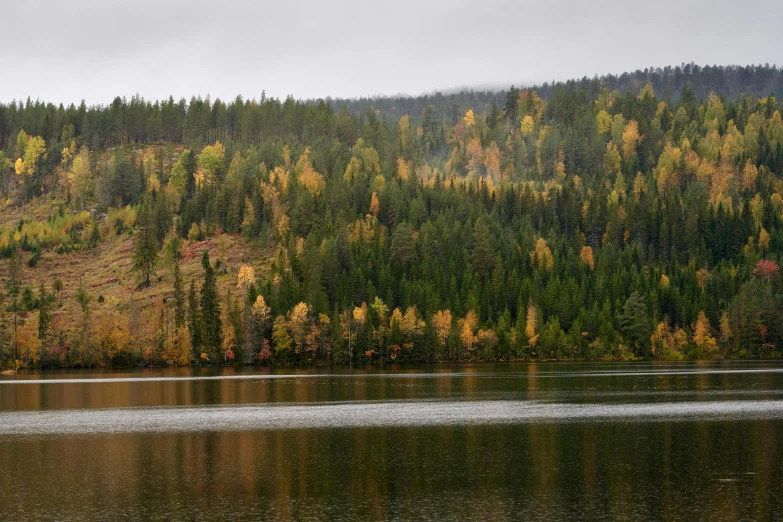 some lake water and trees and fog in the air