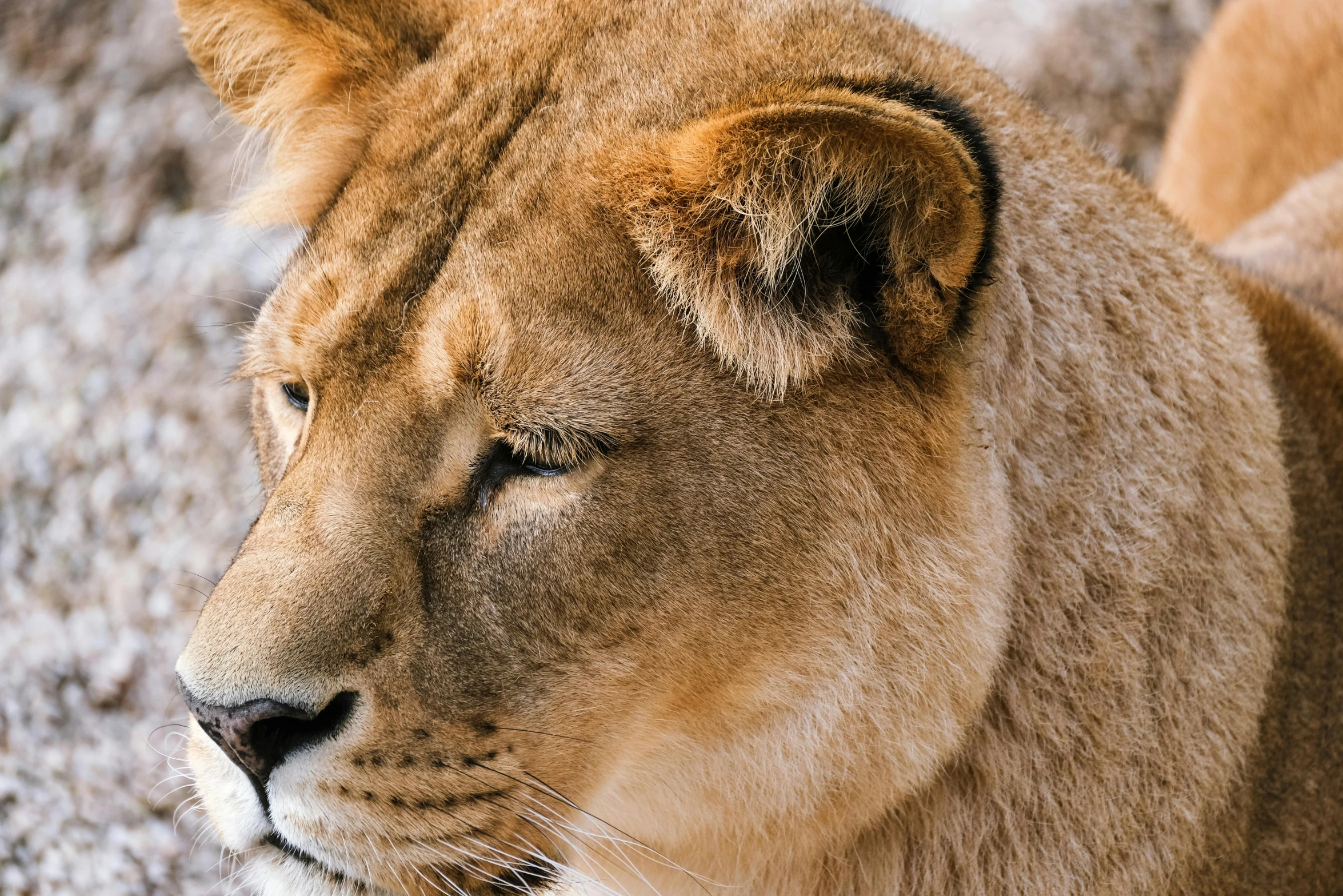 the large lion has small patches of hair