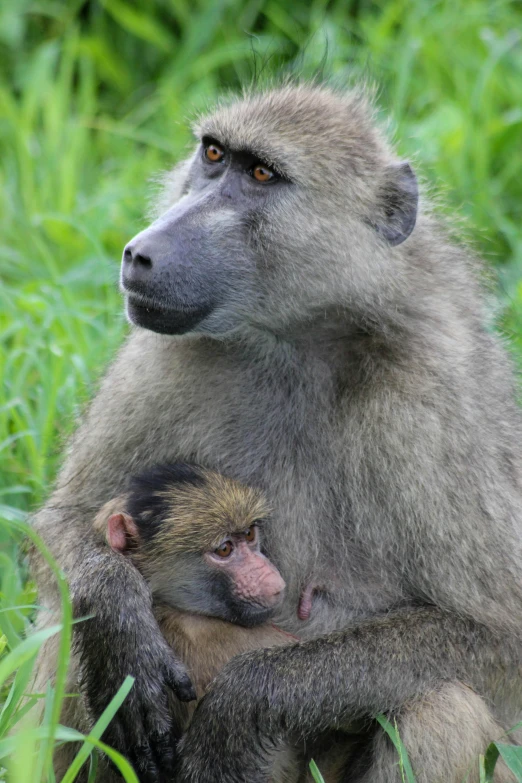 a long - tailed mac and baby sitting in some tall grass