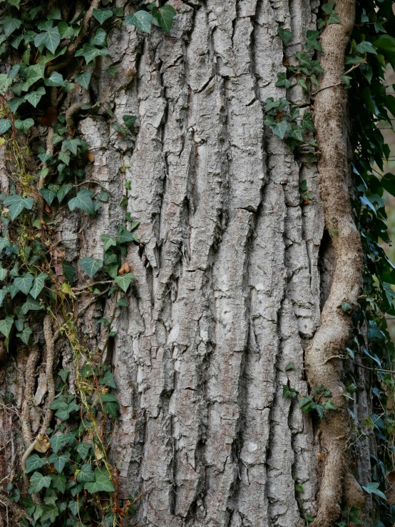 a very large tree that is very close up