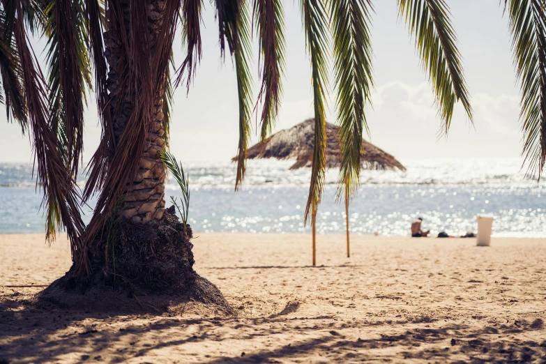 palm trees are seen on the beach with people laying on loungers and a thatched umbrella