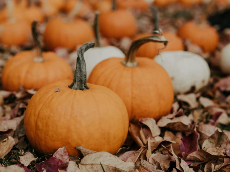 several orange pumpkins in the leaves on the ground