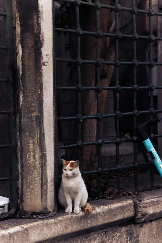 a white cat sitting on the ledge outside