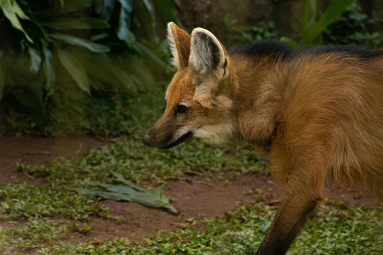 an orange fox looking at the camera, in the background is a tree