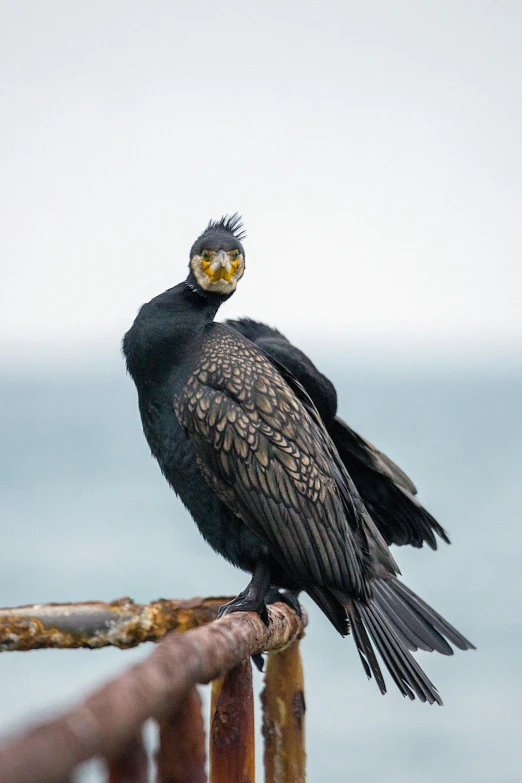 an animal that is sitting on the railing