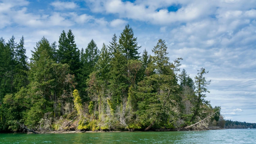 several trees near a body of water