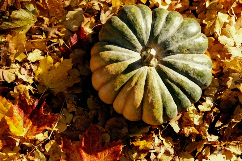 a squash sits in the middle of a carpet of autumn leaves