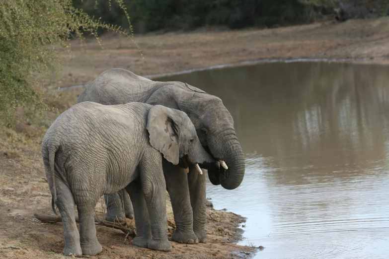 a small baby elephant standing next to an adult elephant