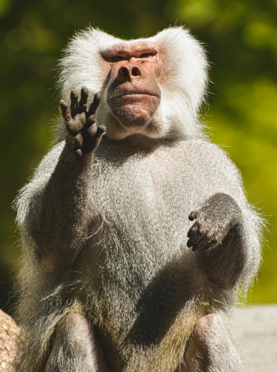 a monkey sitting on a rock is holding his hand up