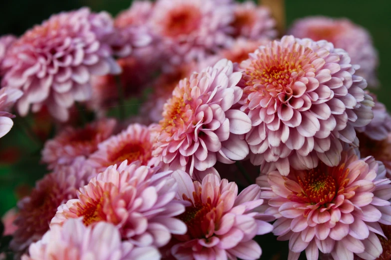 some pink and red flowers are sitting together