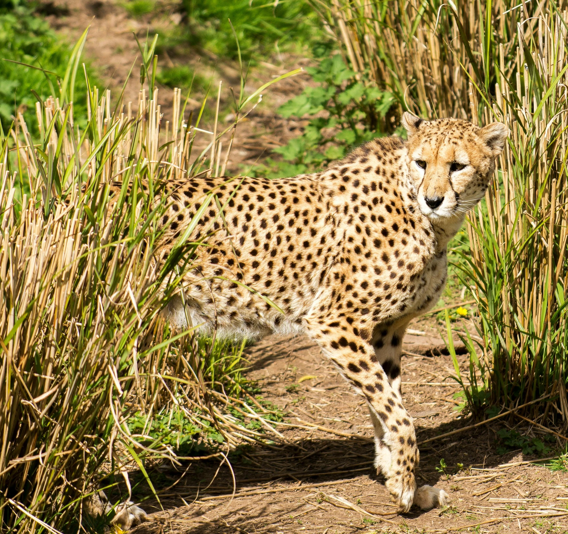 a young cheetah walking through some thick bushes