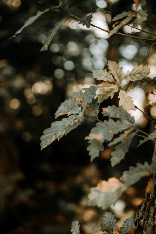 the brown leaves are on a tree with bright light